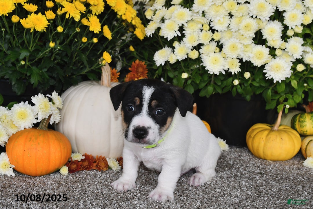 Jack Russell Terrier dogs for sale: Ricky   - Ad 3