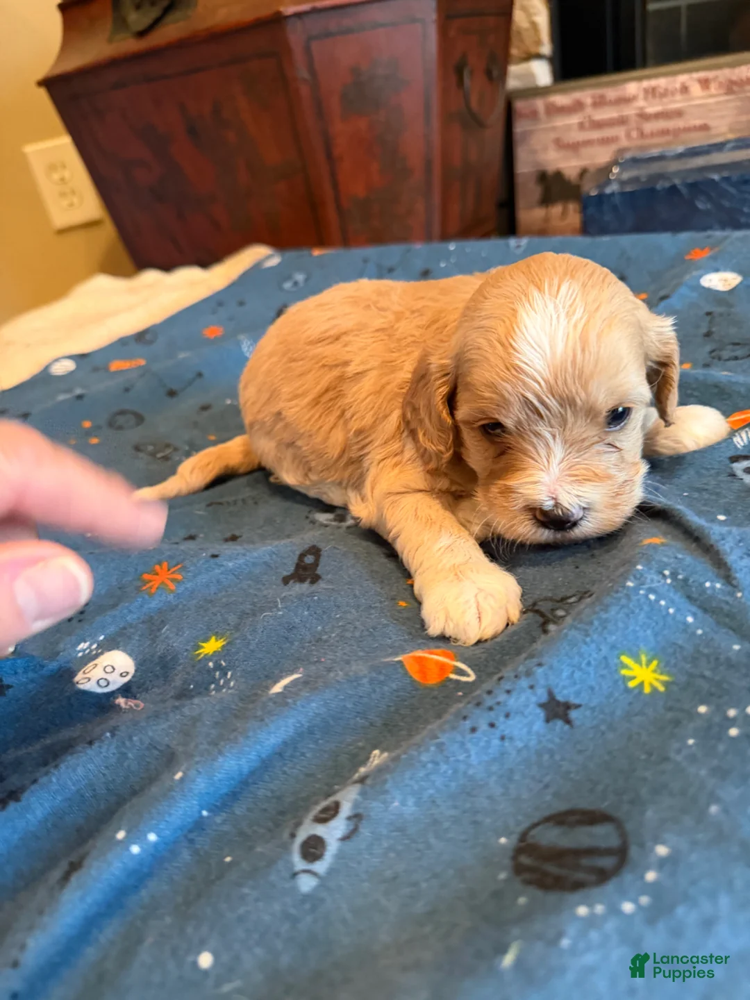 Cockapoo dogs for sale: Gino - Ad 1