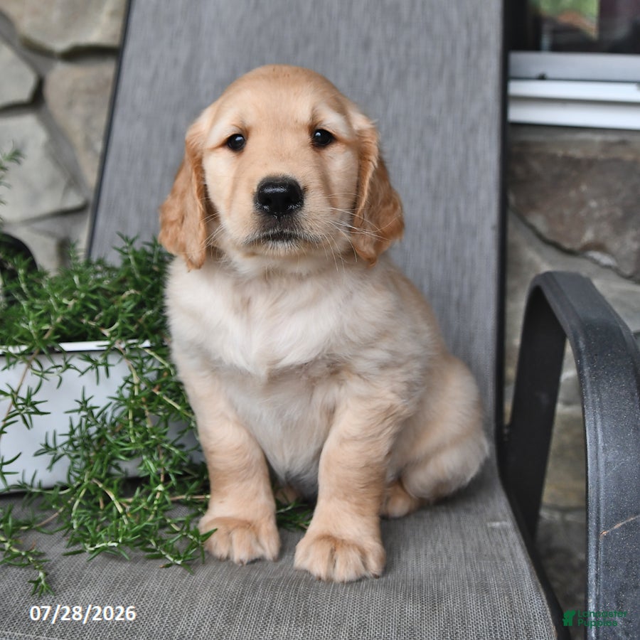 Mixed Breed dogs Thatcher - Ad 2