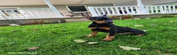 Doberman Pinscher dogs for sale: Koda - Ad 3