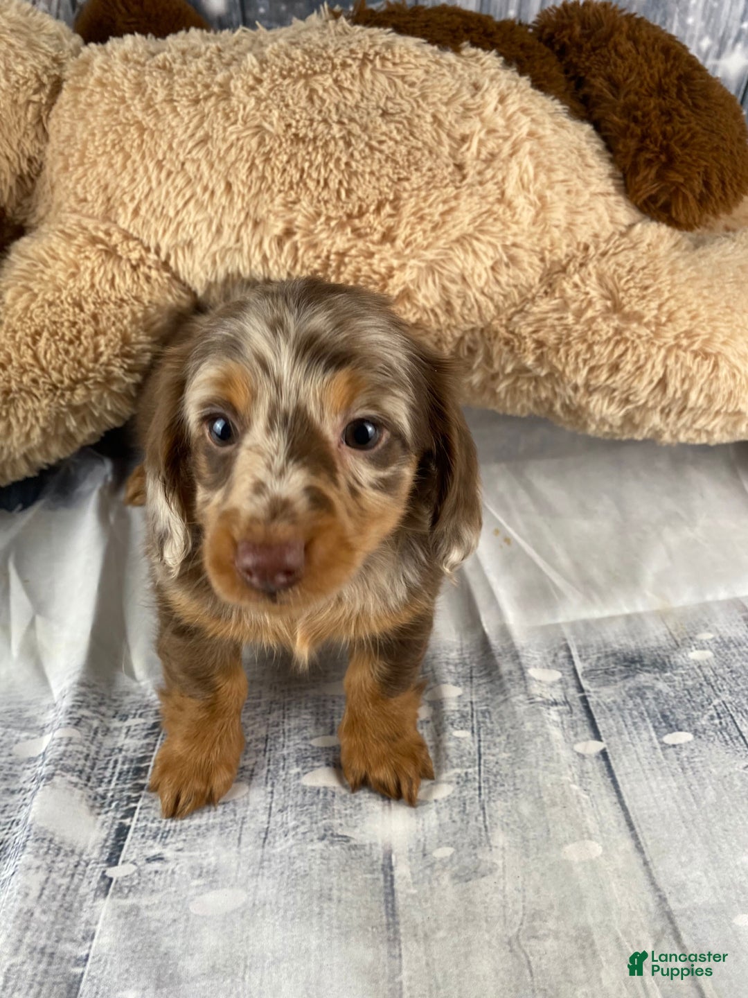 Miniature Dachshund dogs for sale: Raven - Ad 4