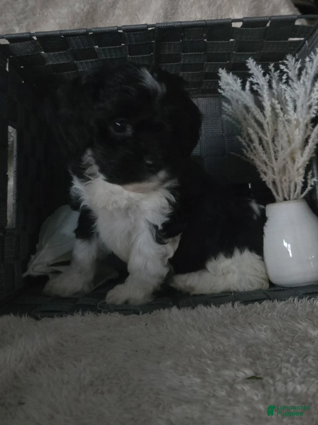 Cavapoo dogs for sale: Sugar - Ad 4