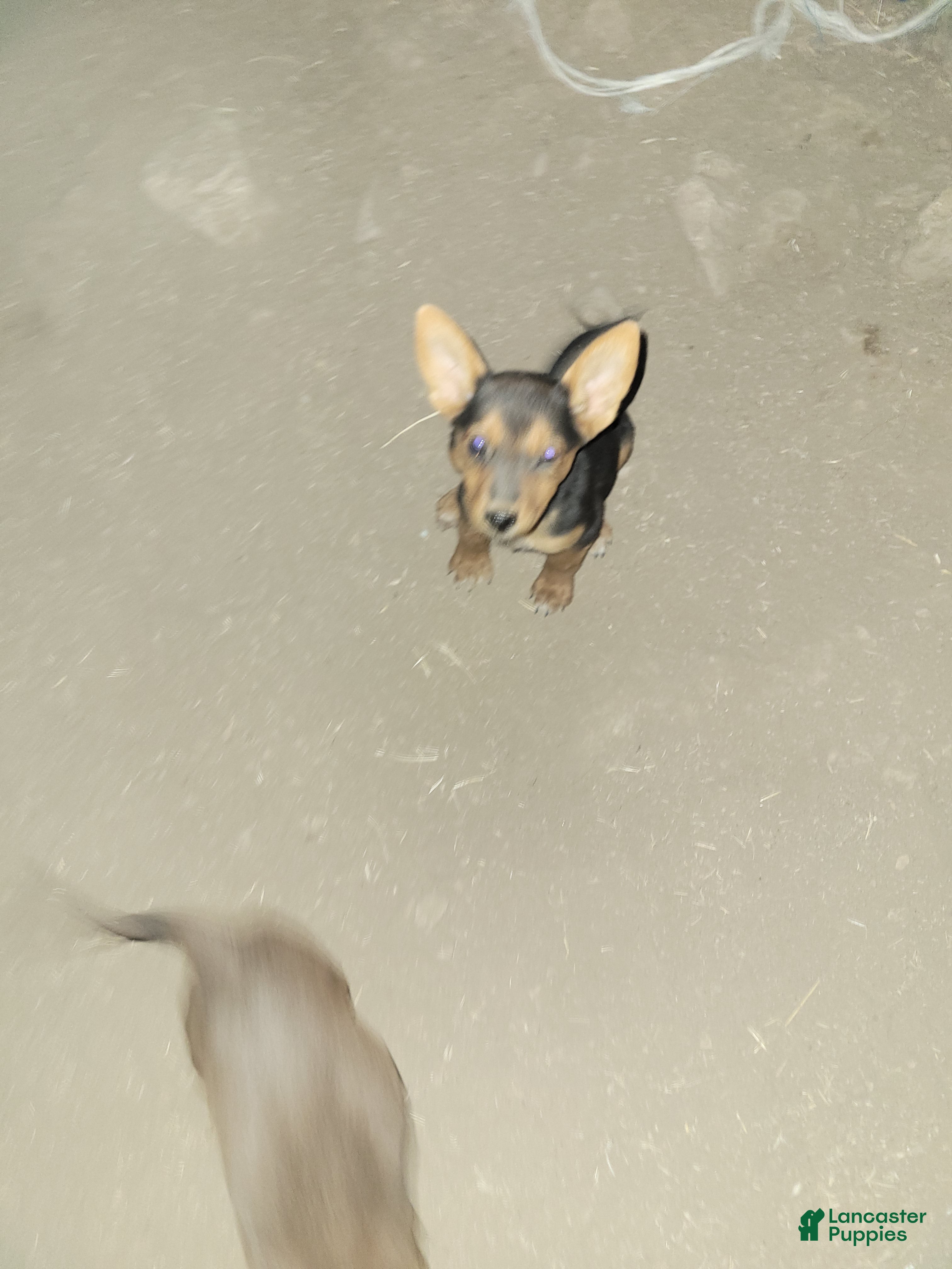 Mixed Breed dogs Mixed Breed 6 - Ad 31
