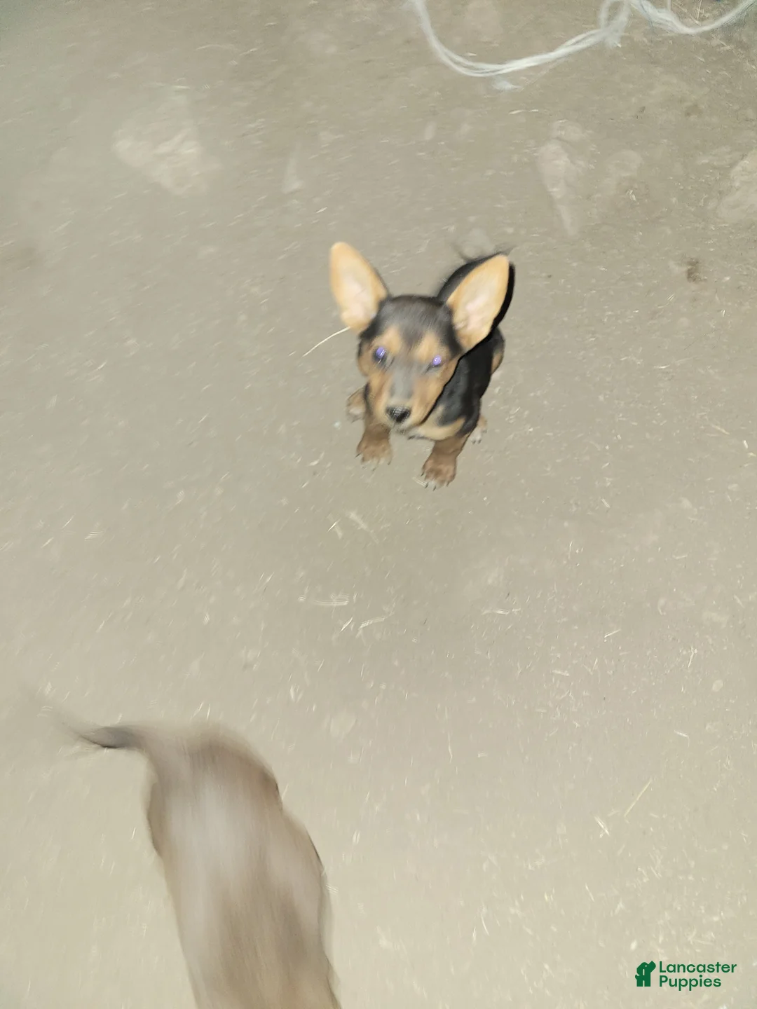 Mixed Breed dogs for sale: Mixed Breed 6 - Ad 1