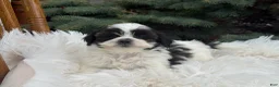 Shihpoo dogs for sale: Skye - Ad 2