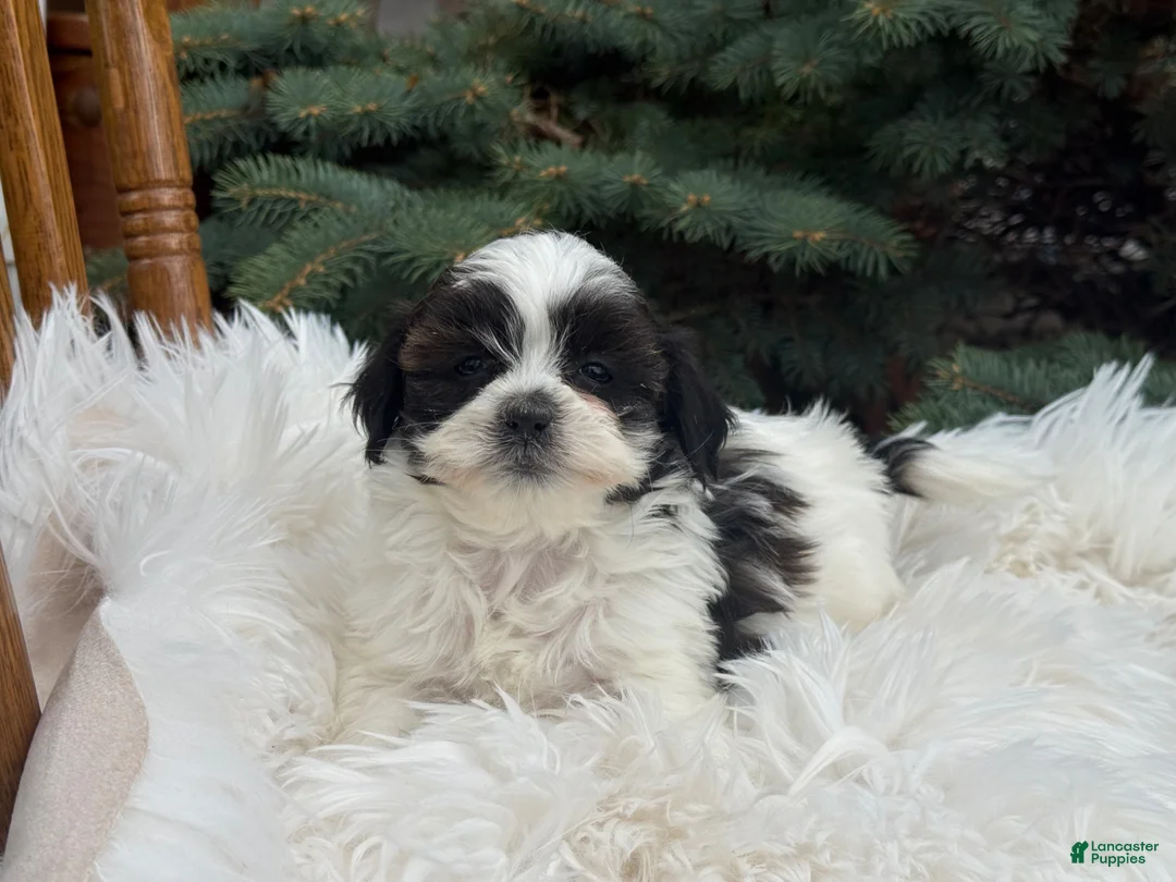 Shihpoo dogs for sale: Skye - Ad 2