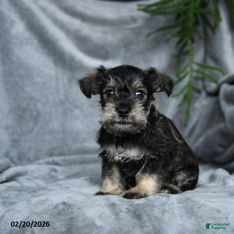 Miniature Schnauzer dogs Benedict - Ad 1