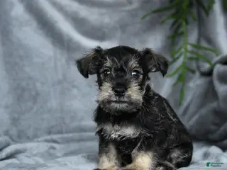 Miniature Schnauzer dogs for sale: Benedict - Ad 2