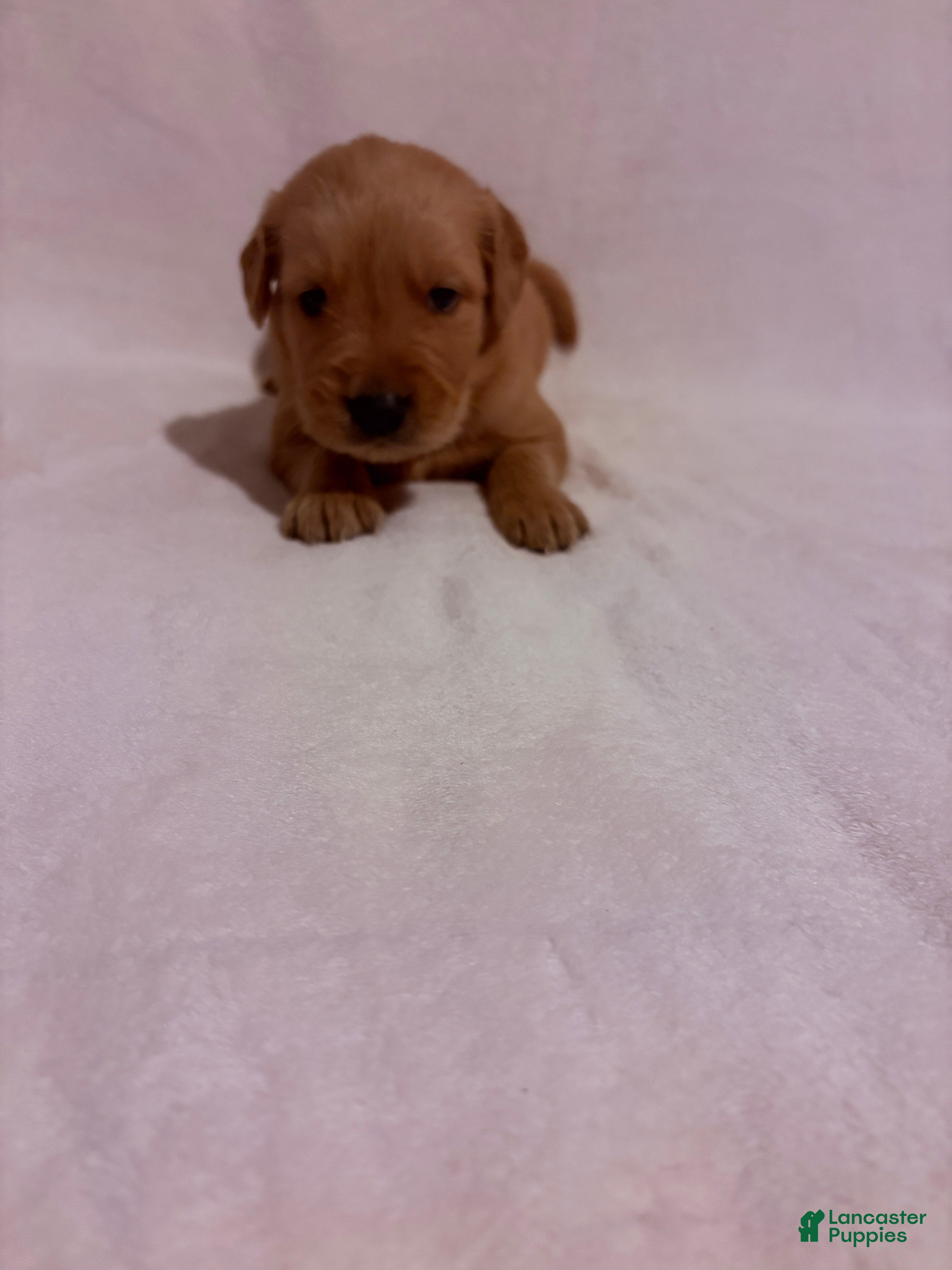Golden Retriever dogs Golden Retriever 3 - Ad 1
