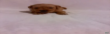 Golden Retriever 3