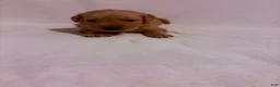 Golden Retriever dogs for sale: Golden Retriever 3 - Ad 1