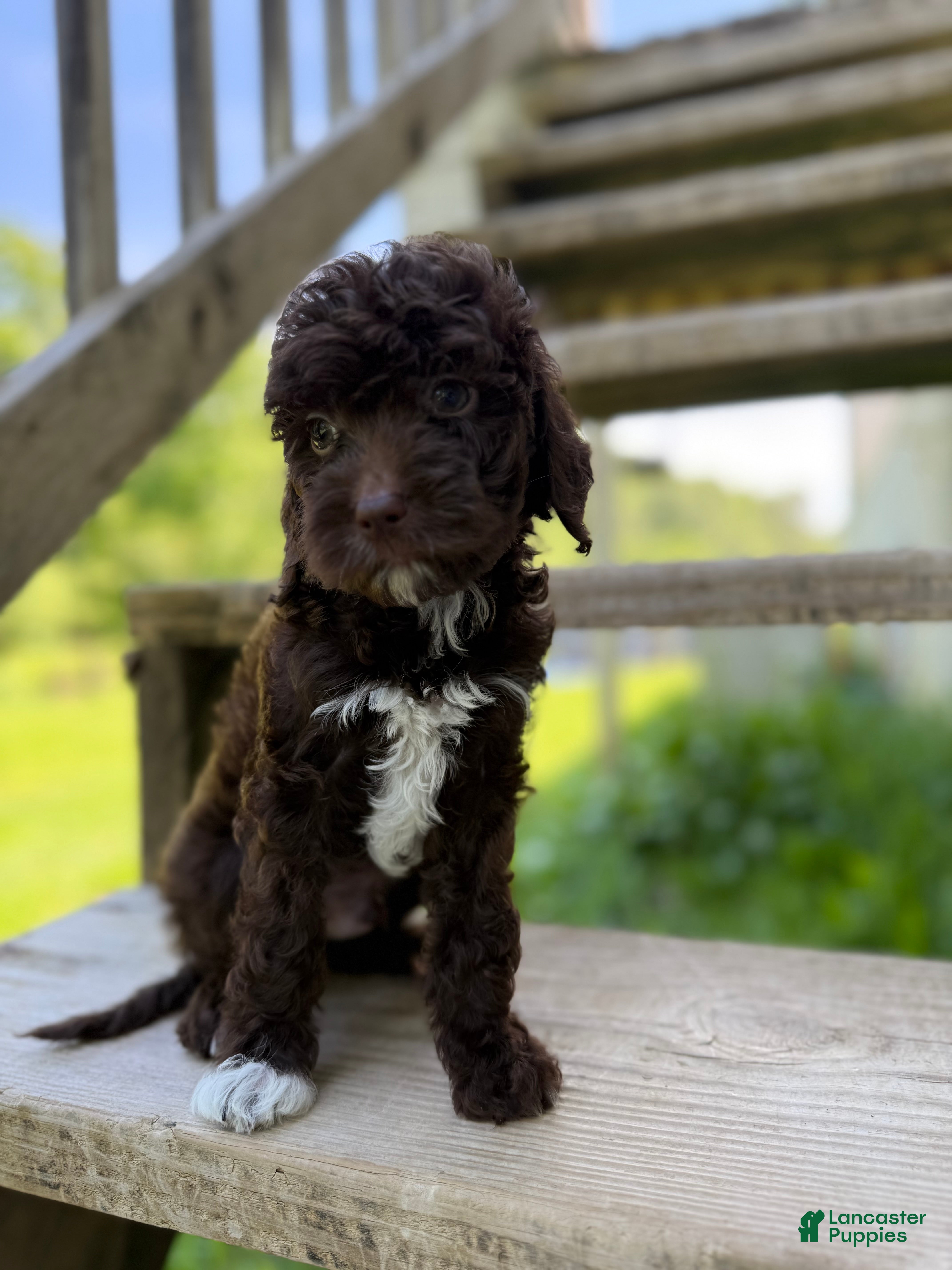 Mini Goldendoodle dogs Cosmic - Ad 2
