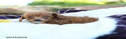 Miniature Poodle dogs for sale: Sadie - Ad 3