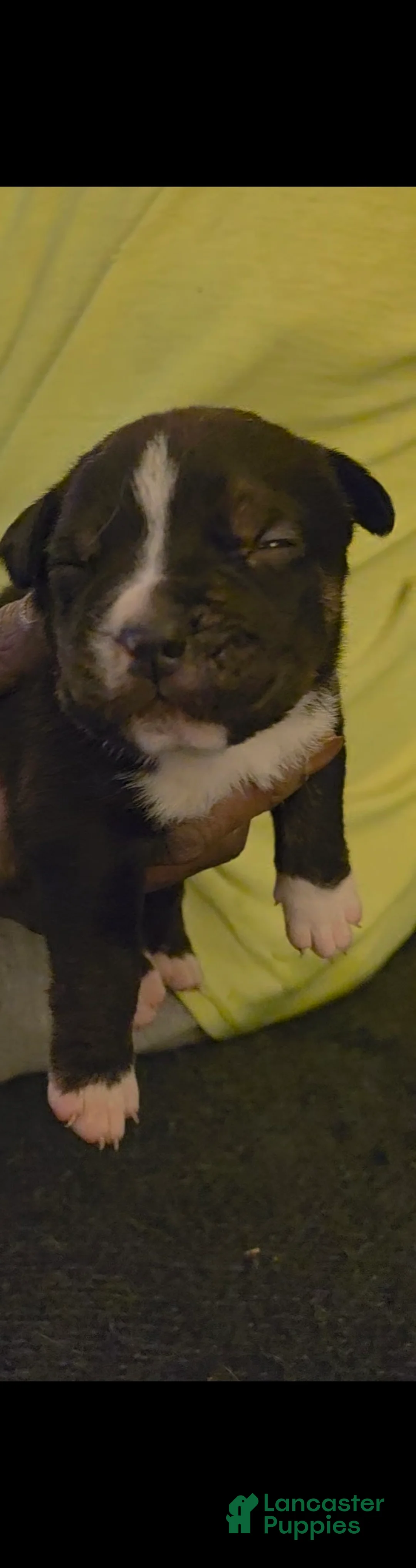 Mixed Breed dogs for sale: Mixed Breed Puppy 5 - Ad 4