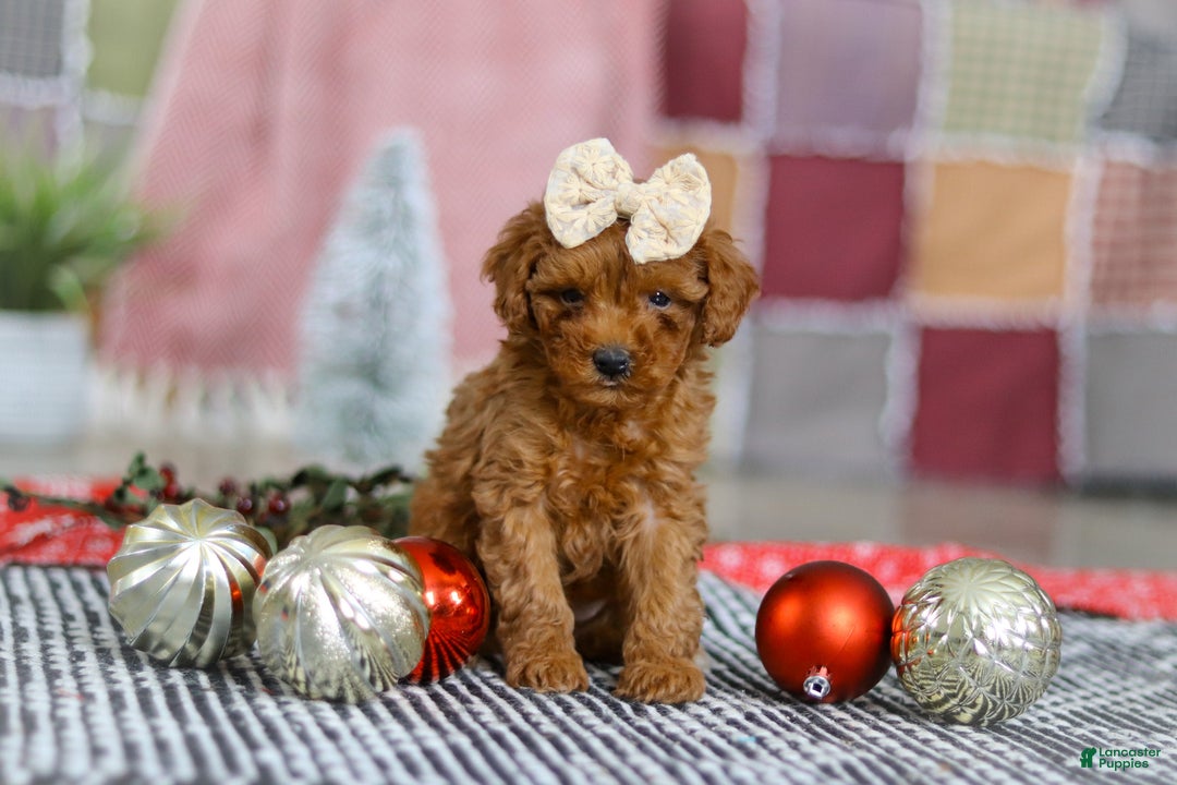 Miniature Poodle dogs for sale: Luna - Ad 2