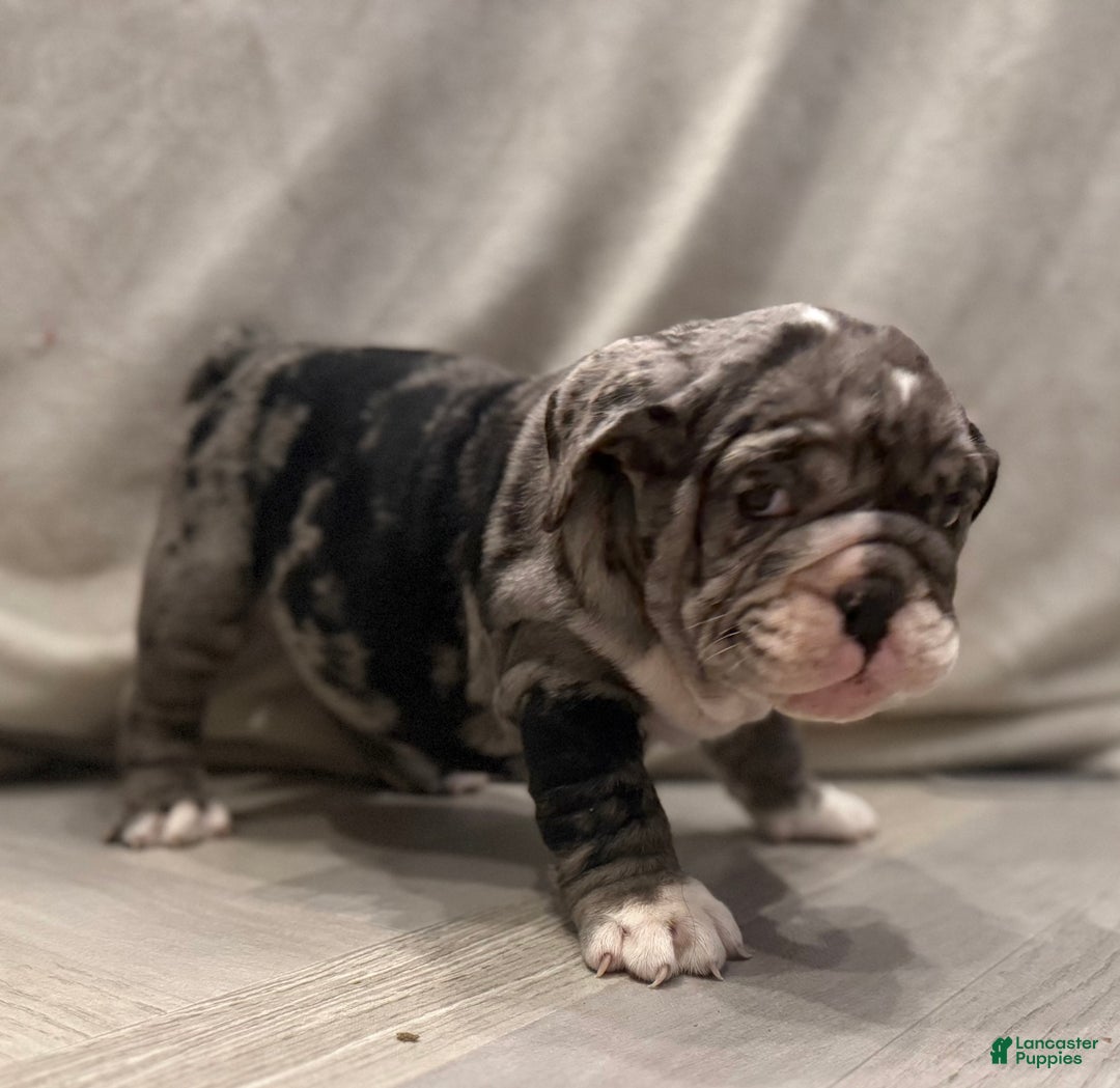 English Bulldog dogs for sale: Twinkle - Ad 5