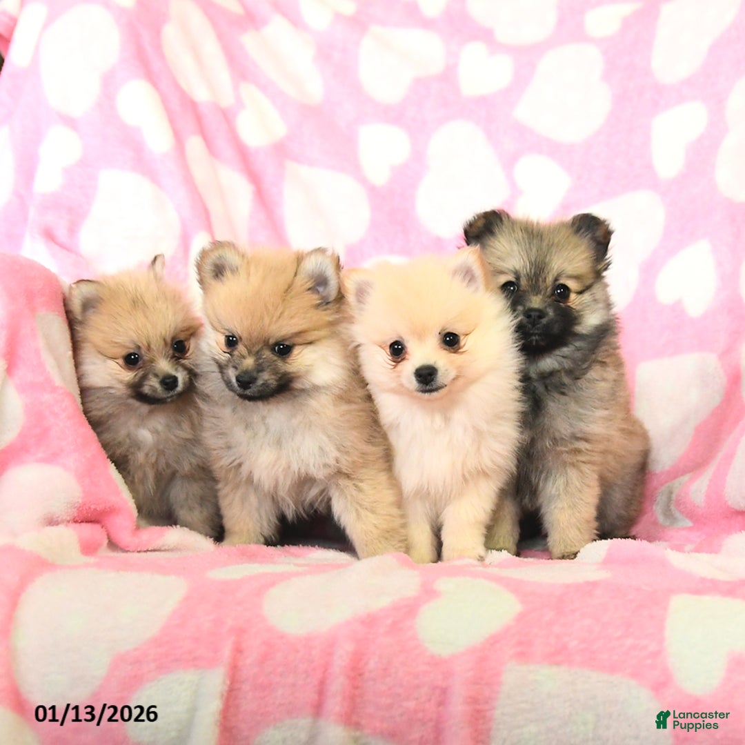 Pomeranian dogs for sale: Rosie - Ad 3