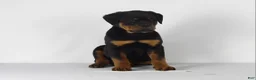 Rottweiler dogs for sale: Rottweiler Puppy 6 - Ad 5