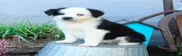 Miniature Australian Shepherd dogs for sale: Cptn Hook - Ad 1