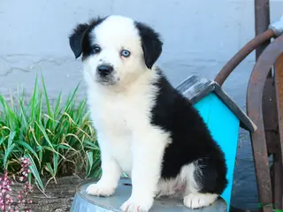 Miniature Australian Shepherd dogs for sale: Cptn Hook - Ad 1