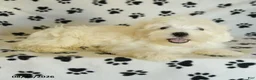 Maltese dogs for sale: Frost  - Ad 16