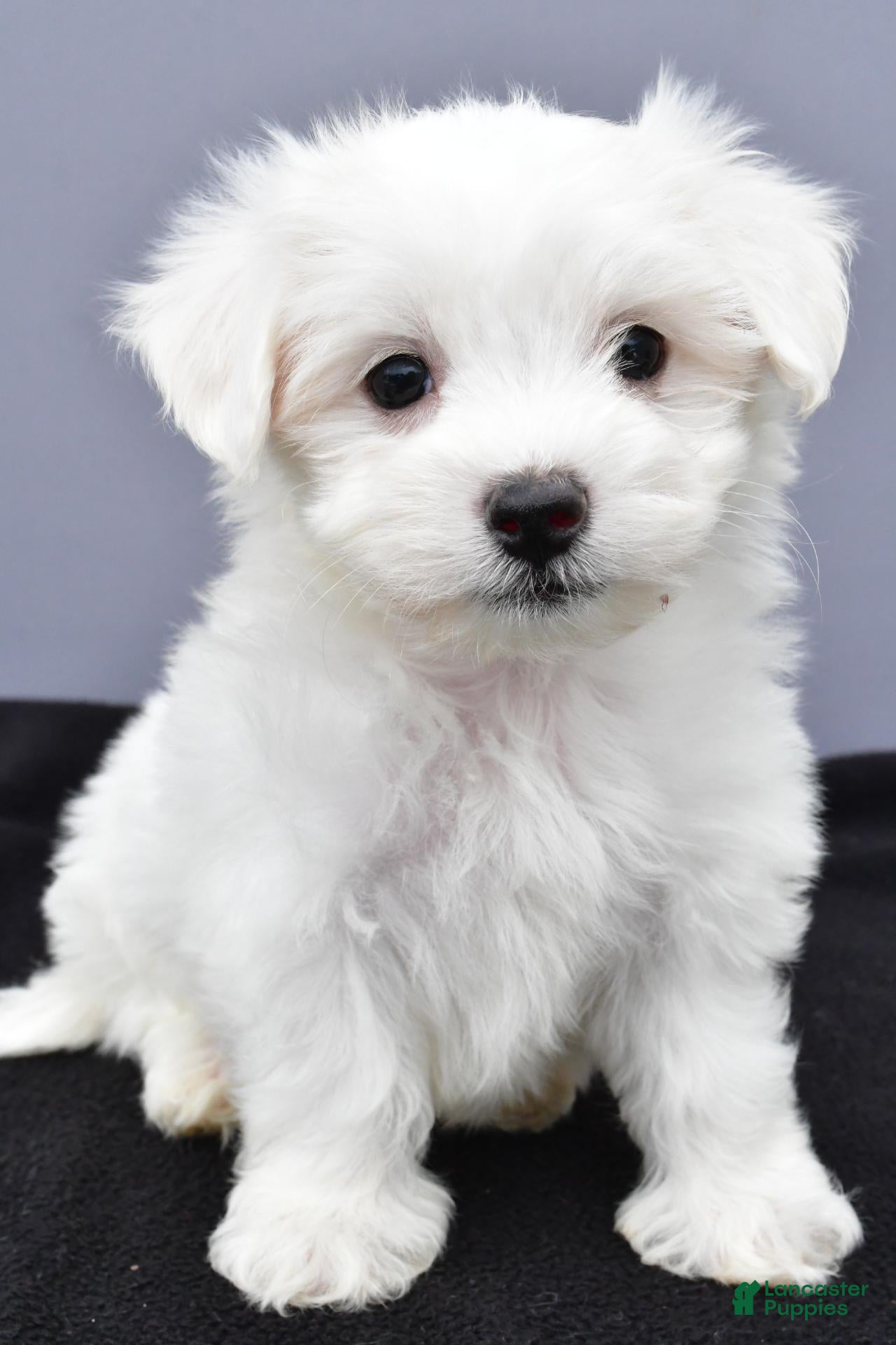 Charlie