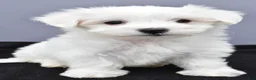 Maltese dogs for sale: Charlie - Ad 1