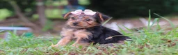 Yorkshire Terrier dogs for sale: Lola - Ad 8