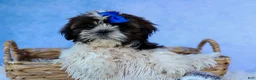 Shih Tzu dogs for sale: RANDY - Ad 11