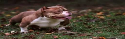 American Bully dogs for sale: Piebald Chocolate Tri Male - Ad 8
