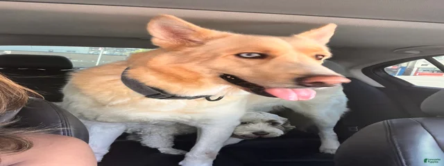 Pipoca