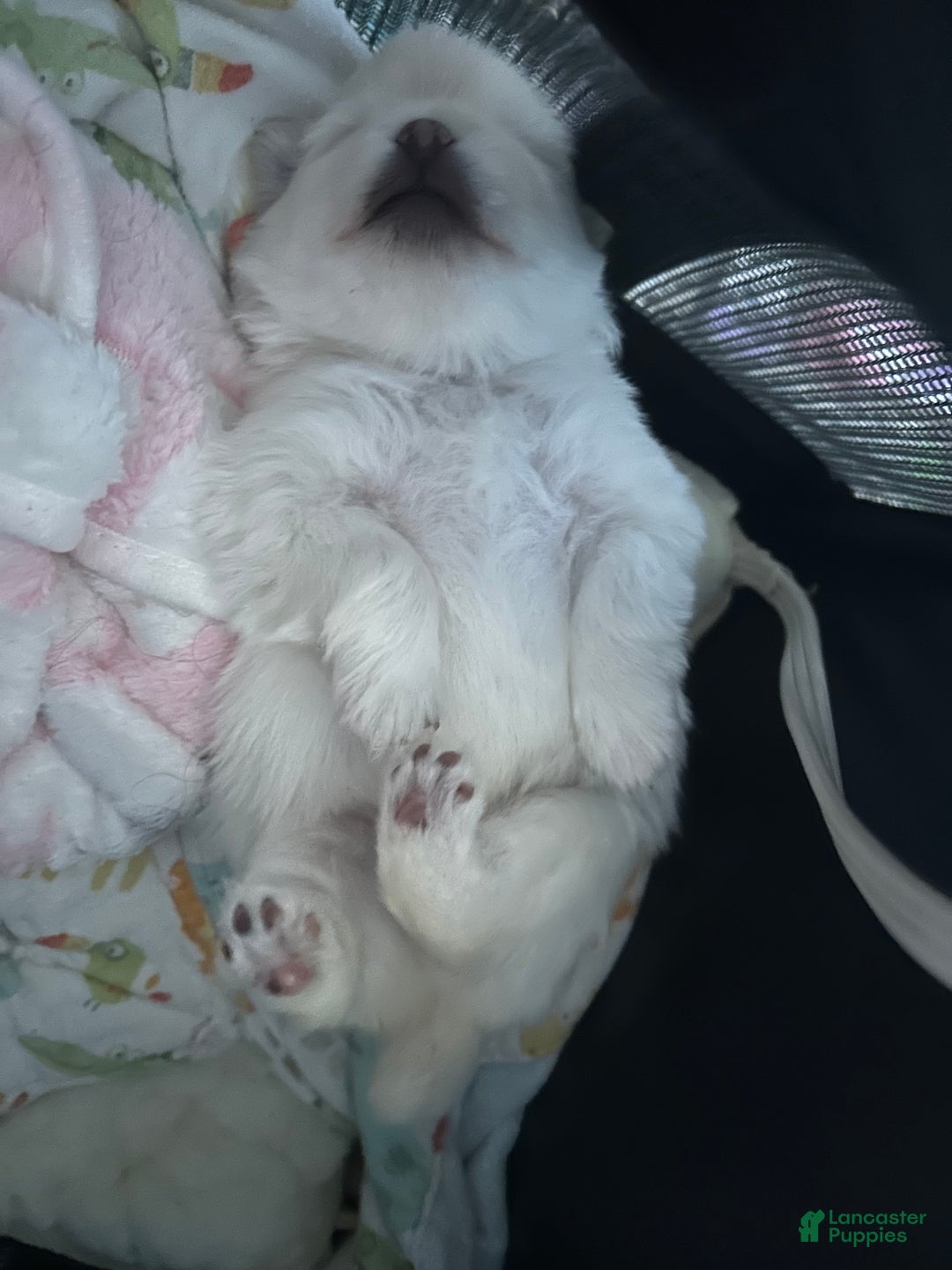 Pomeranian dogs for sale: Pomeranian Puppy 2 - Ad 3