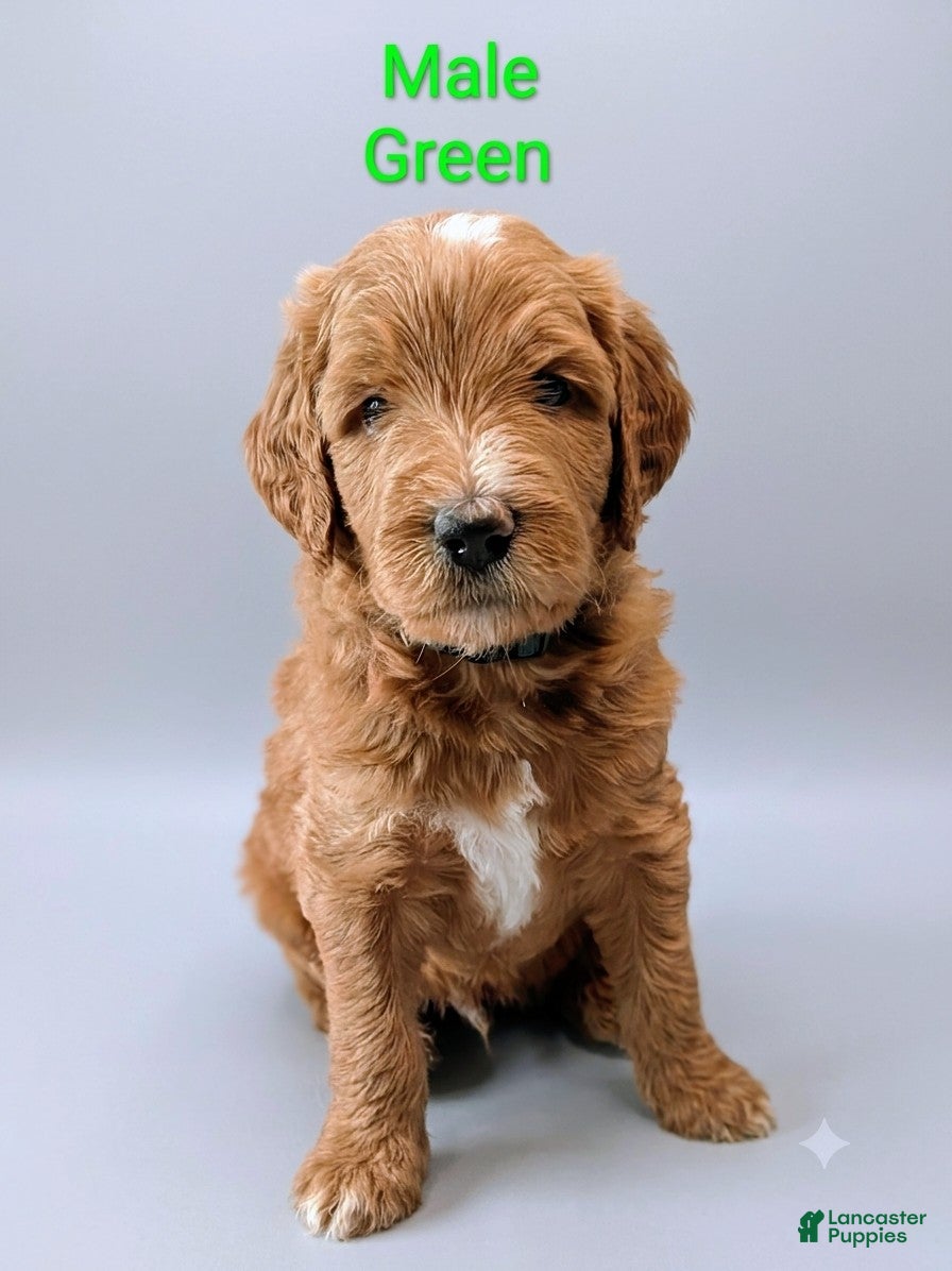 Aussiedoodle dogs Aussiedoodle 2 - Ad 1