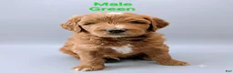 Aussiedoodle dogs for sale: Aussiedoodle 2 - Ad 1