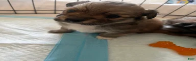 Pomeranian Puppy 4