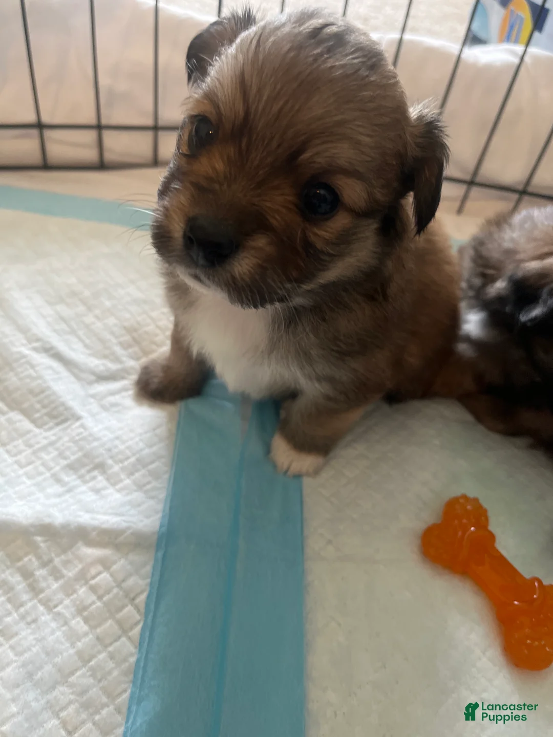 Pomeranian dogs for sale: Pomeranian Puppy 4 - Ad 1