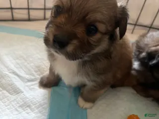 Pomeranian dogs Pomeranian Puppy 4 - Ad 12