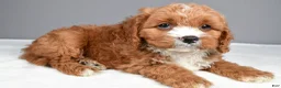 Cavapoo dogs for sale: Elvis - Ad 3