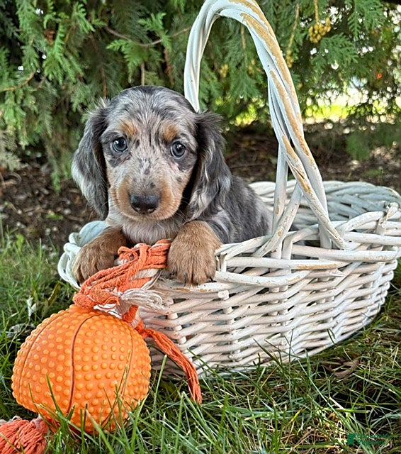 Dachshund dogs Skye - Ad 1