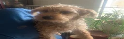Yorkshire Terrier dogs for sale: Yorkshire Terrier Puppy *MERLE Male  - Ad 7