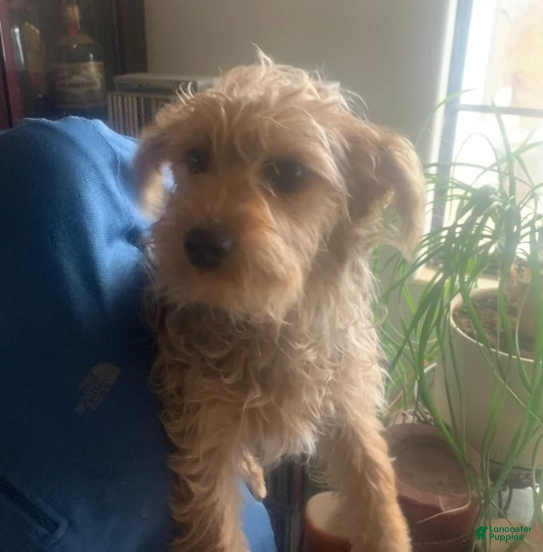 Yorkshire Terrier dogs for sale: Yorkshire Terrier Puppy *MERLE Male  - Ad 7
