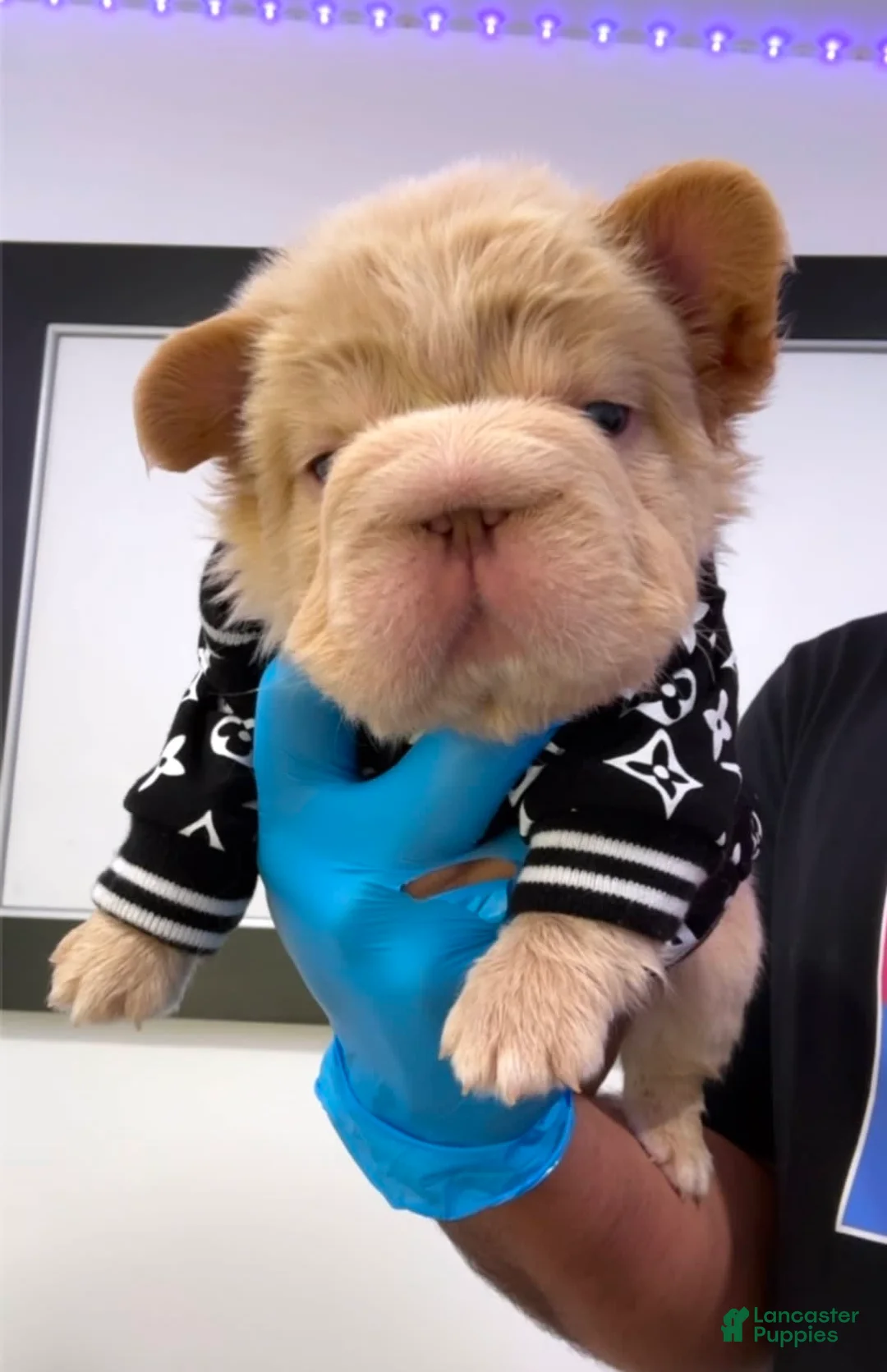 Gallery Image {{count}}