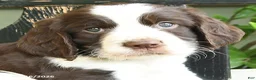 English Springer Spaniel dogs for sale: Jackson - Ad 4