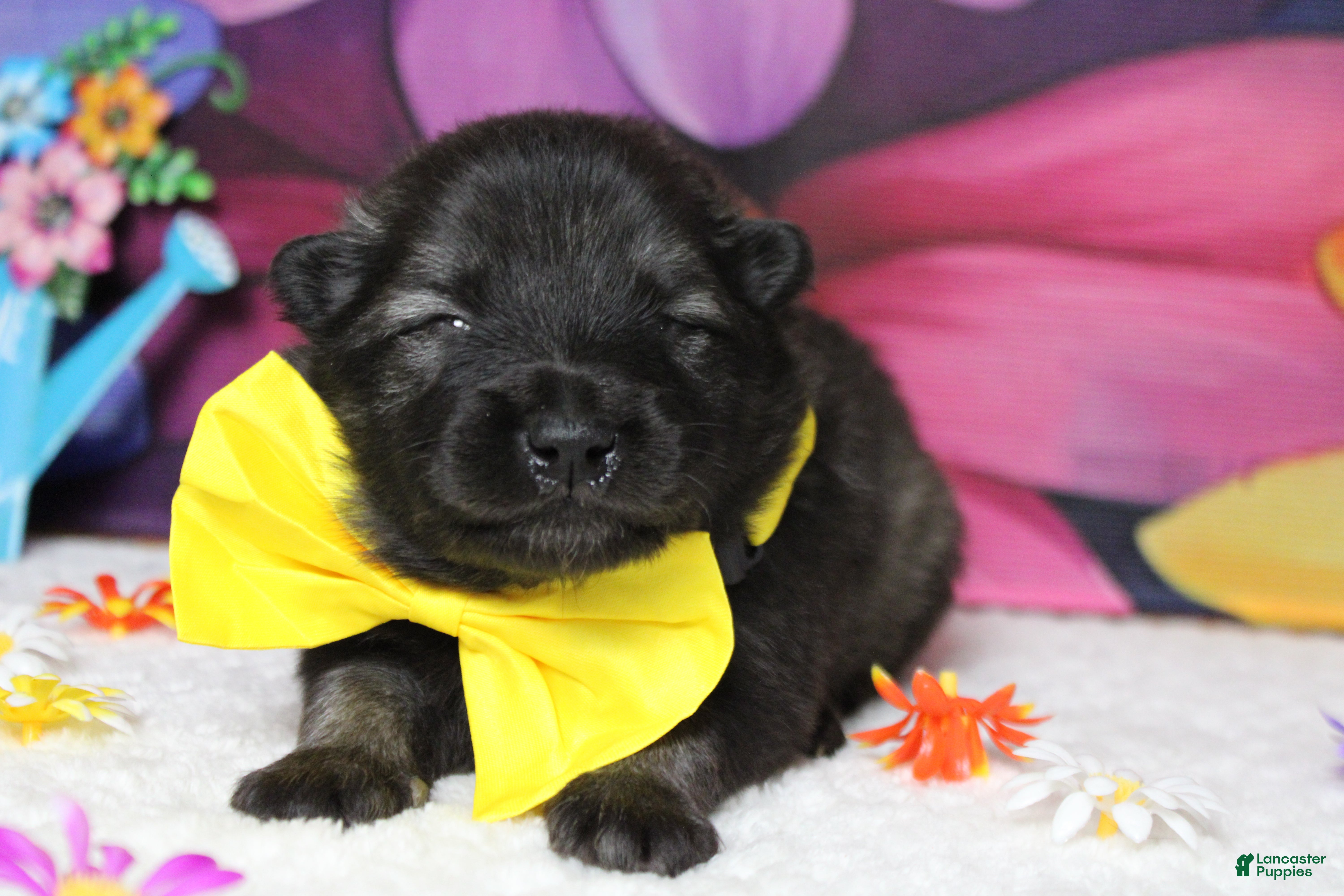 Keeshond dogs Costello  - Ad 9