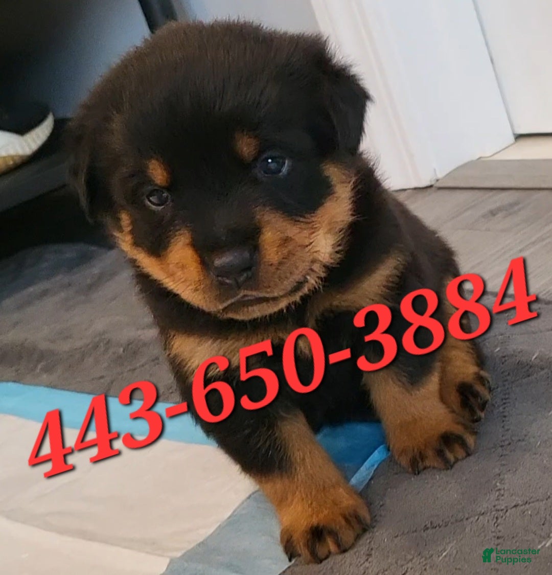 Rottweiler dogs Grizzly  - Ad 1