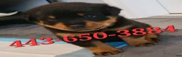 Rottweiler dogs for sale: Grizzly  - Ad 1