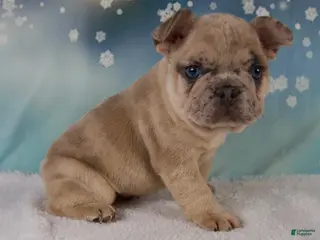 French Bulldog dogs Maverick - Ad 29
