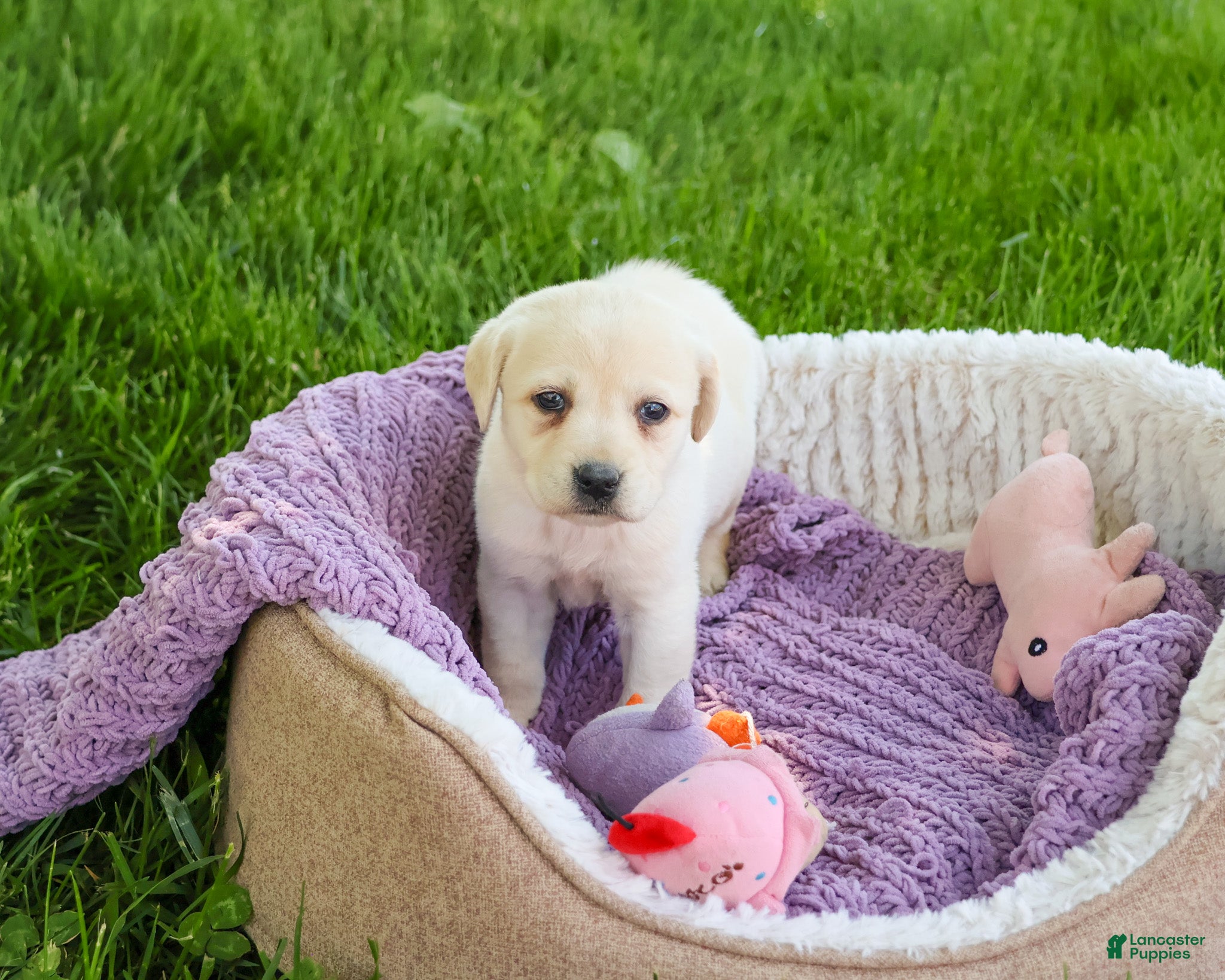 Labrador Retriever dogs Tinkerbell - Ad 33
