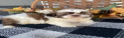 Shih Tzu dogs for sale: Ivy - Ad 7