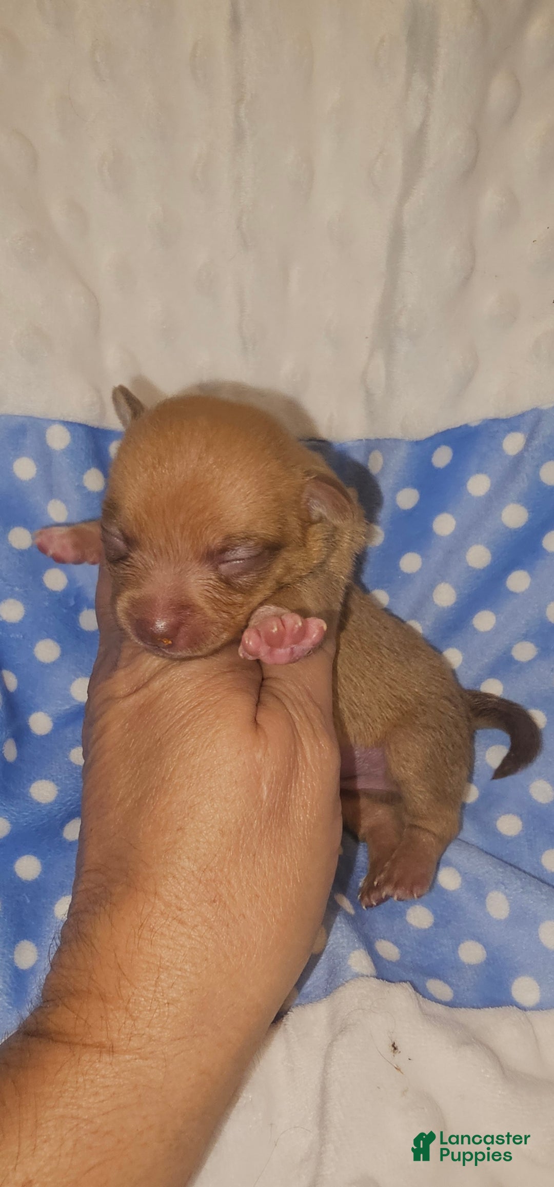 Chihuahua dogs for sale: Chihuahua Puppy 2 - Ad 3